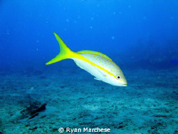 Yellowtail Snapper by Ryan Marchese 